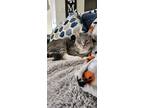 Adopt Baloo a Gray or Blue (Mostly) Domestic Shorthair / Mixed (short coat) cat