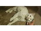 Adopt Tommy a White (Mostly) Norwegian Forest Cat / Mixed (long coat) cat in