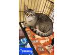 Adopt Tommy Boy a Brown Tabby Domestic Shorthair / Mixed Breed (Medium) / Mixed