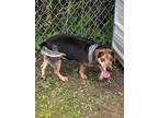Adopt billy a Beagle / Mixed dog in Carrollton, KY (41186116)