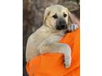 Adopt Bodie a Tan/Yellow/Fawn - with Black Great Pyrenees / Anatolian Shepherd