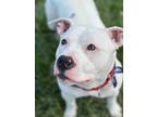 Adopt Remi a White Staffordshire Bull Terrier / Mixed Breed (Medium) dog in