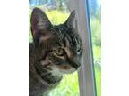 Adopt Teddy a Brown Tabby Domestic Shorthair / Mixed (short coat) cat in