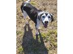 Adopt Mirage a Black Beagle / Hound (Unknown Type) dog in Oklahoma City