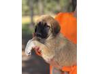 Adopt Marley a Brown/Chocolate - with Black Great Pyrenees / Anatolian Shepherd