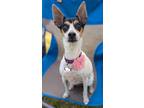 Adopt Lilly a Rat Terrier / Mixed dog in Lagrange, IN (41160434)