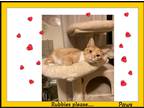 Adopt Paws - Rubbies plz. a Orange or Red Domestic Shorthair (short coat) cat in