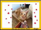Adopt Ginger- Adorable boy! a Orange or Red Tabby Domestic Shorthair (short