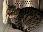 Adopt Jay a Spotted Tabby/Leopard Spotted American Shorthair / Mixed cat in