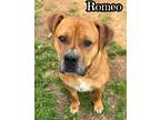 Adopt Romeo a Pit Bull Terrier dog in Catoosa, OK (41185825)