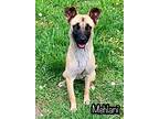 Adopt Mehlani a Shepherd (Unknown Type) dog in Catoosa, OK (41185820)