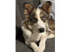 Adopt Bria a Australian Shepherd / Husky dog in Catoosa, OK (41185816)