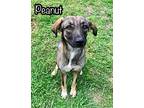 Adopt Peanut a Terrier (Unknown Type, Medium) dog in Catoosa, OK (41185815)