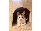 Adopt Lotus a Spotted Tabby/Leopard Spotted Domestic Shorthair / Mixed cat in