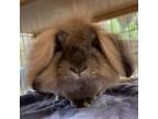 Adopt Bedhead a Lionhead / Mixed (long coat) rabbit in Mill Valley
