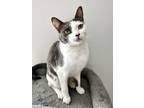 Adopt Arcadia - CN a White (Mostly) Domestic Shorthair / Mixed (short coat) cat