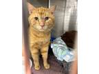 Adopt Morris a Orange or Red Domestic Shorthair (short coat) cat in St Cloud