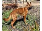 Adopt Kiko a Shepherd (Unknown Type) / Mixed dog in Seattle, WA (41185703)