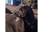 Adopt Sapphire a Black Dachshund / Cockapoo / Mixed dog in Phoenix