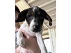 Adopt Opie a Mixed Breed (Medium) / Mixed dog in Jonesboro, AR (41185616)