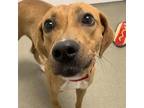 Adopt Cricket a Hound (Unknown Type) / Shepherd (Unknown Type) / Mixed dog in