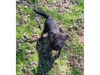 Adopt Alex a Brindle Mountain Cur / Shepherd (Unknown Type) / Mixed dog in