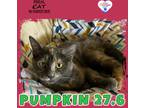 Adopt Pumpkin 27.6 a Domestic Shorthair / Mixed (short coat) cat in Kingman
