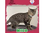 Adopt Milo a Domestic Shorthair / Mixed (short coat) cat in Kingman