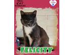 Adopt K23345/Felicity a Domestic Shorthair / Mixed (short coat) cat in Kingman
