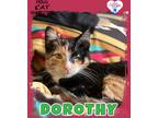 Adopt Dorothy 2.0 a Domestic Shorthair / Mixed (short coat) cat in Kingman