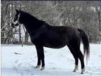 Adopt Cheryl's Dream aka Dreamy a Black Standardbred / Mixed horse in Morris