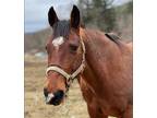 Adopt Mr. Big aka Johnny a Bay Other/Unknown / Mixed horse in Morris