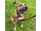 Adopt Gus a Tan/Yellow/Fawn - with White Mixed Breed (Medium) / Mixed dog in