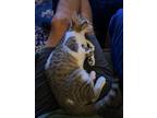 Adopt Sardie a Brown Tabby Domestic Shorthair / Mixed (short coat) cat in