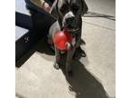 Adopt Luna a Gray/Silver/Salt & Pepper - with White Cane Corso / Mixed dog in