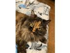 Adopt Anfisa a Brown or Chocolate Persian / Mixed (long coat) cat in Brooklyn