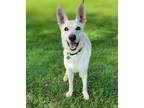 Adopt Biscuit a White German Shepherd Dog / Mixed Breed (Medium) / Mixed (short
