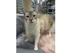 Adopt Tiffany a White (Mostly) Siamese cat in Honolulu, HI (41185175)