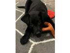 Adopt Hayes a Black Labrador Retriever / Mixed dog in Evergreen, CO (41185167)