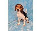 Adopt Ralph a Tricolor (Tan/Brown & Black & White) Beagle / Terrier (Unknown