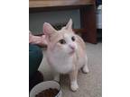 Adopt Peach a Domestic Shorthair cat in Zephyr, ON (41185173)