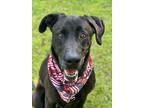 Adopt River a Labrador Retriever / Mixed dog in Darlington, SC (41090797)