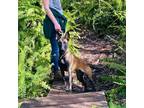 Adopt Mila a Brown/Chocolate - with Black Belgian Malinois / Mixed dog in
