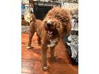 Adopt Teddy a Red/Golden/Orange/Chestnut - with White Goldendoodle / Mixed dog