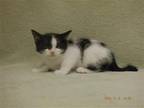 Adopt FRANNIE a White Domestic Mediumhair / Mixed (medium coat) cat in Oroville