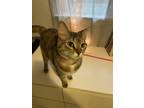 Adopt Wrangler a Brown or Chocolate Domestic Shorthair / Mixed (short coat) cat