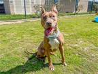 Adopt LOIS a Brown/Chocolate Pit Bull Terrier / Mixed dog in Tustin