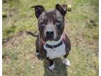 Adopt FOSTER a Black Pit Bull Terrier / Mixed dog in Tustin, CA (40920920)