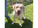 Adopt Noble a Tan/Yellow/Fawn Labrador Retriever / Mixed dog in Bartow