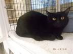 Adopt BREEZY a All Black Domestic Shorthair / Mixed (short coat) cat in